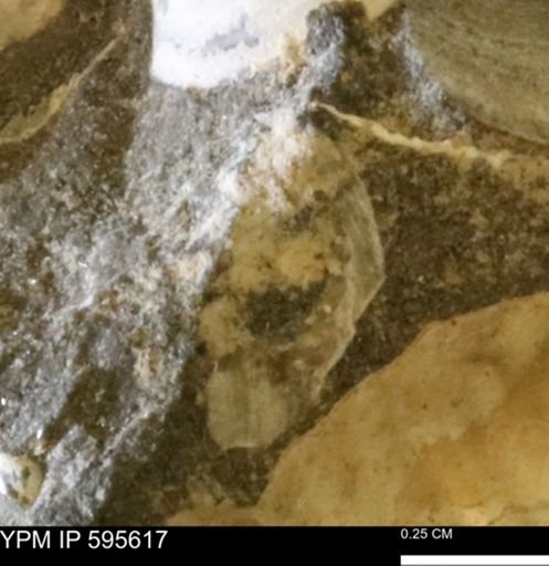 Protocardia sp.