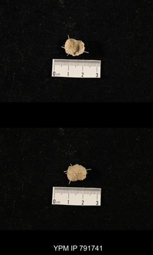 undet. Brachiopoda