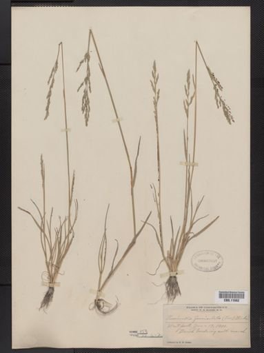 Puccinellia fasciculata