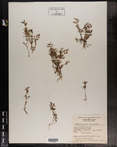 Plantae