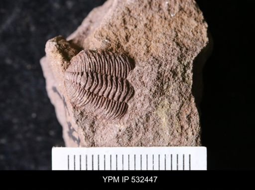 undet. Trilobita