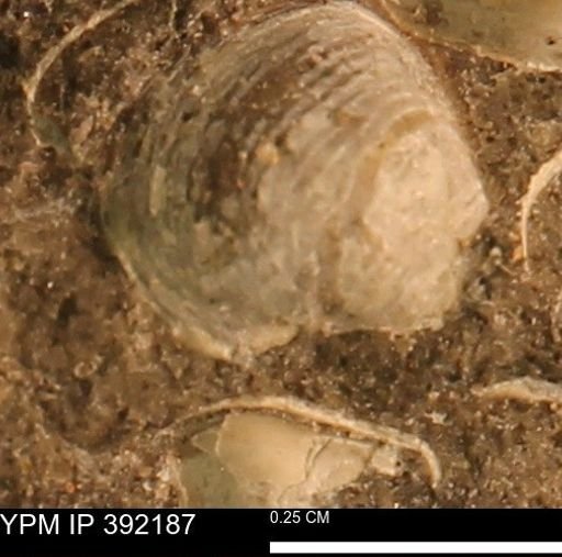 Protocardia sp.
