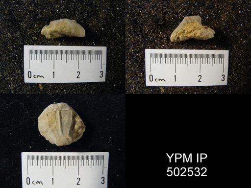 Streptorhynchus sp.