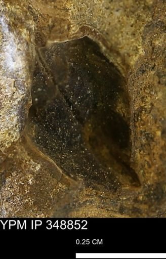 undet. Bivalvia
