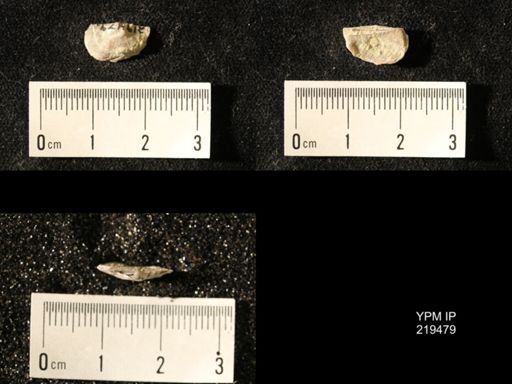 Chonetes granulifer