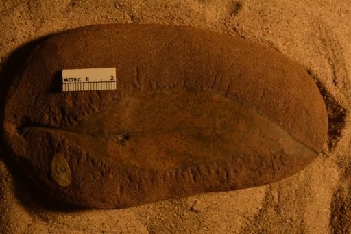 Andromeda parlatorii