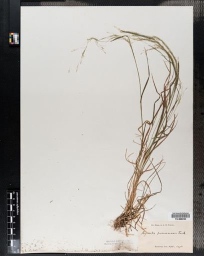 Agrostis perennans