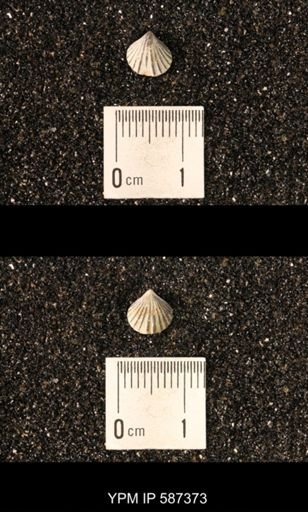 Camarotoechia whitei