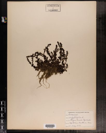 Plantae