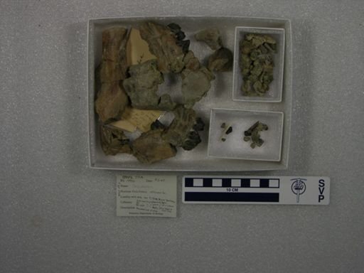 Coryphodon