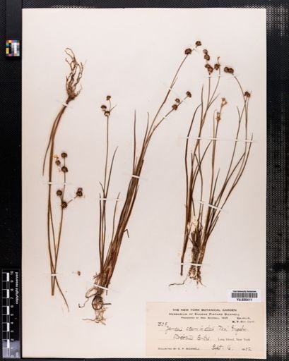 Juncus acuminatus