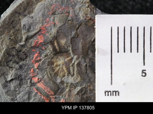 Eocystites primaevus