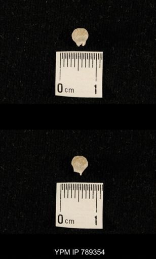 undet. Bryozoa