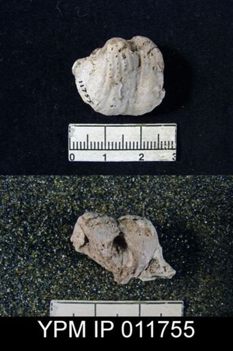 Marginifera wordensis
