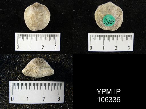 Atrypa reticularis