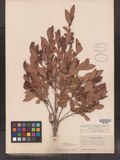Lyonia ligustrina