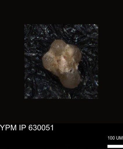 undet. Foraminiferida