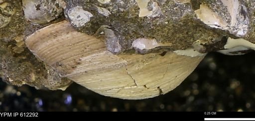 Limopsis striatopunctatus