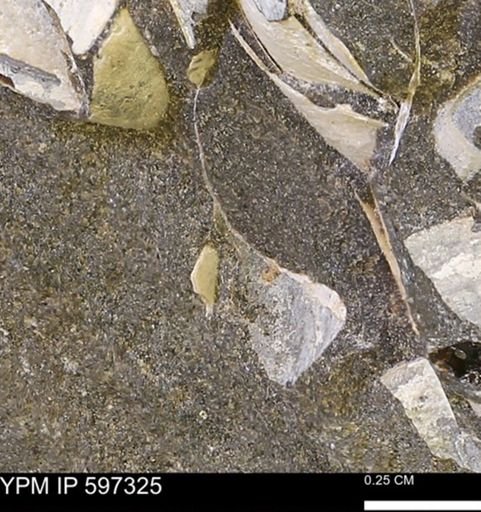 Limopsis striatopunctatus