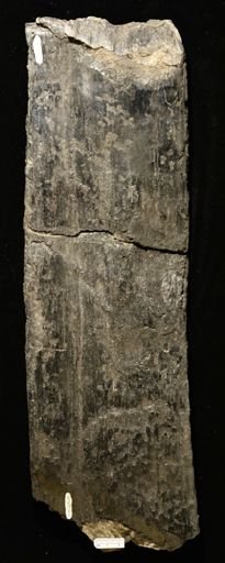 Sigillaria sp.