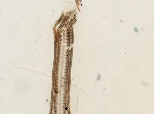 Littorina littorea