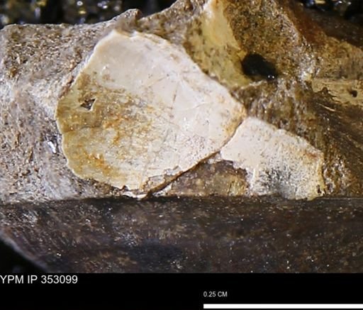 Limopsis striatopunctatus