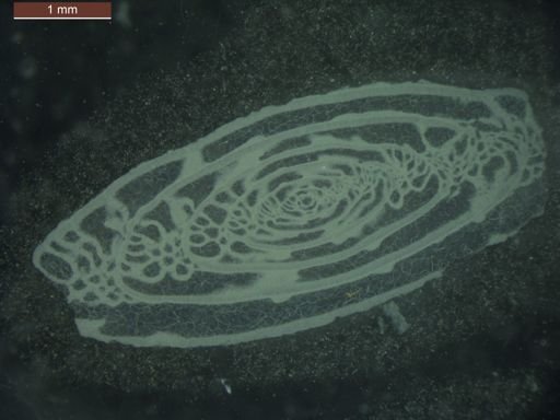 Triticites milleri