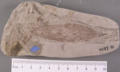 Proteoides daphnogenoides