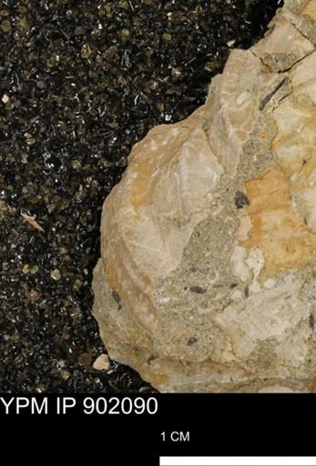 undet. Inoceramidae