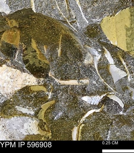 undet. Bivalvia