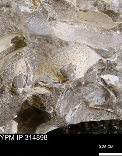 undet. Bivalvia