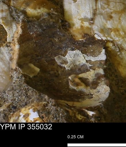Bivalvia