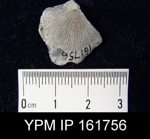 Schuchertella subplana