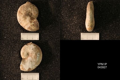 Hoploscaphites nicolletii