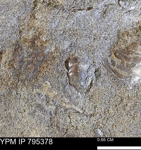 undet. Ammonoidea