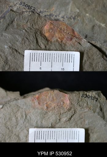 Problematica