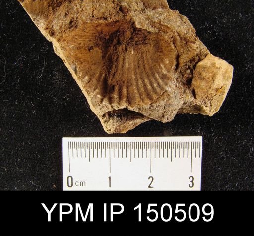 Orthorhynchula sp.