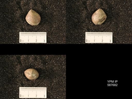 Whitfieldella cylindrica