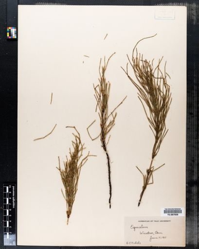 Equisetum arvense
