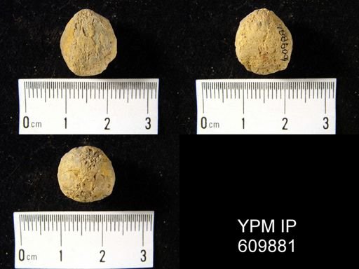 Uncinulus sp.