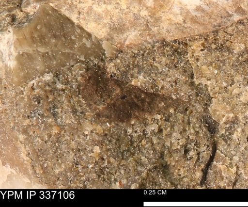 undet. Mollusca
