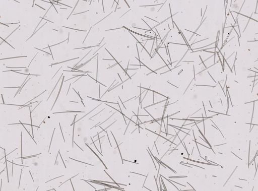 Ophlitaspongiidae