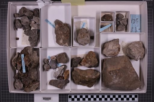 mixed taxa, stratigraphic collection