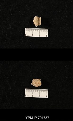 undet. Brachiopoda