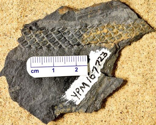 Lepidodendron sp.