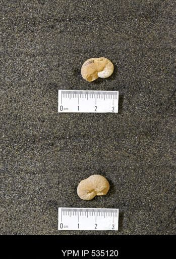 Scaphites sp.