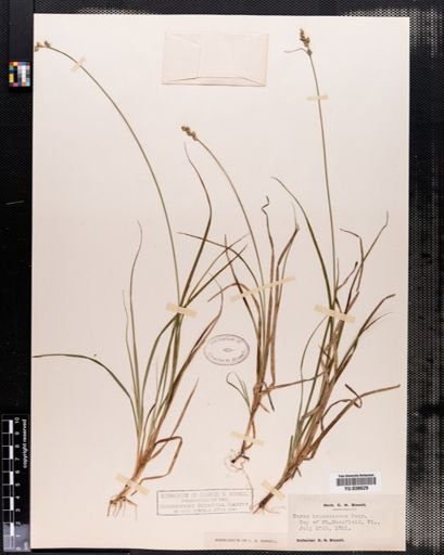 Carex brunnescens