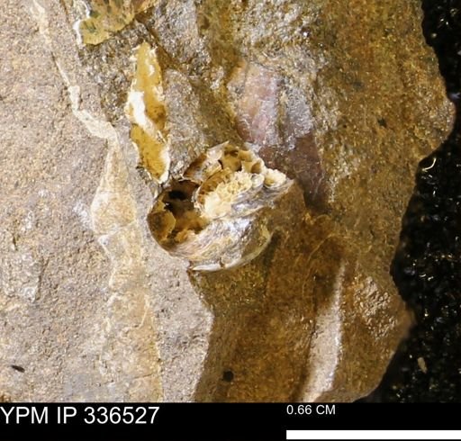 undet. Ammonoidea
