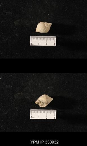 Sphaerodoma nr. intercalaris