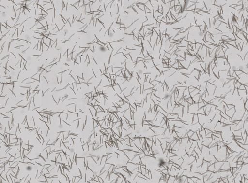 Isodictya sp.